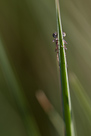 Coenagrion puella